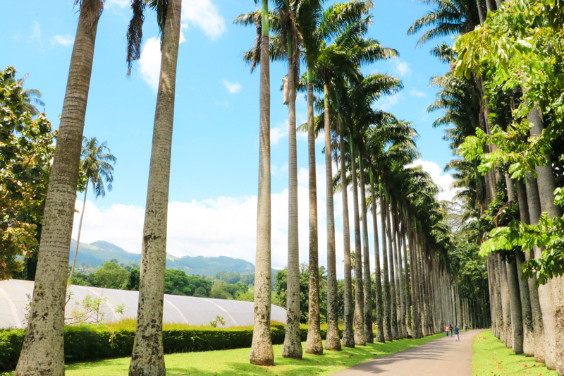 Srilanka kandy 11